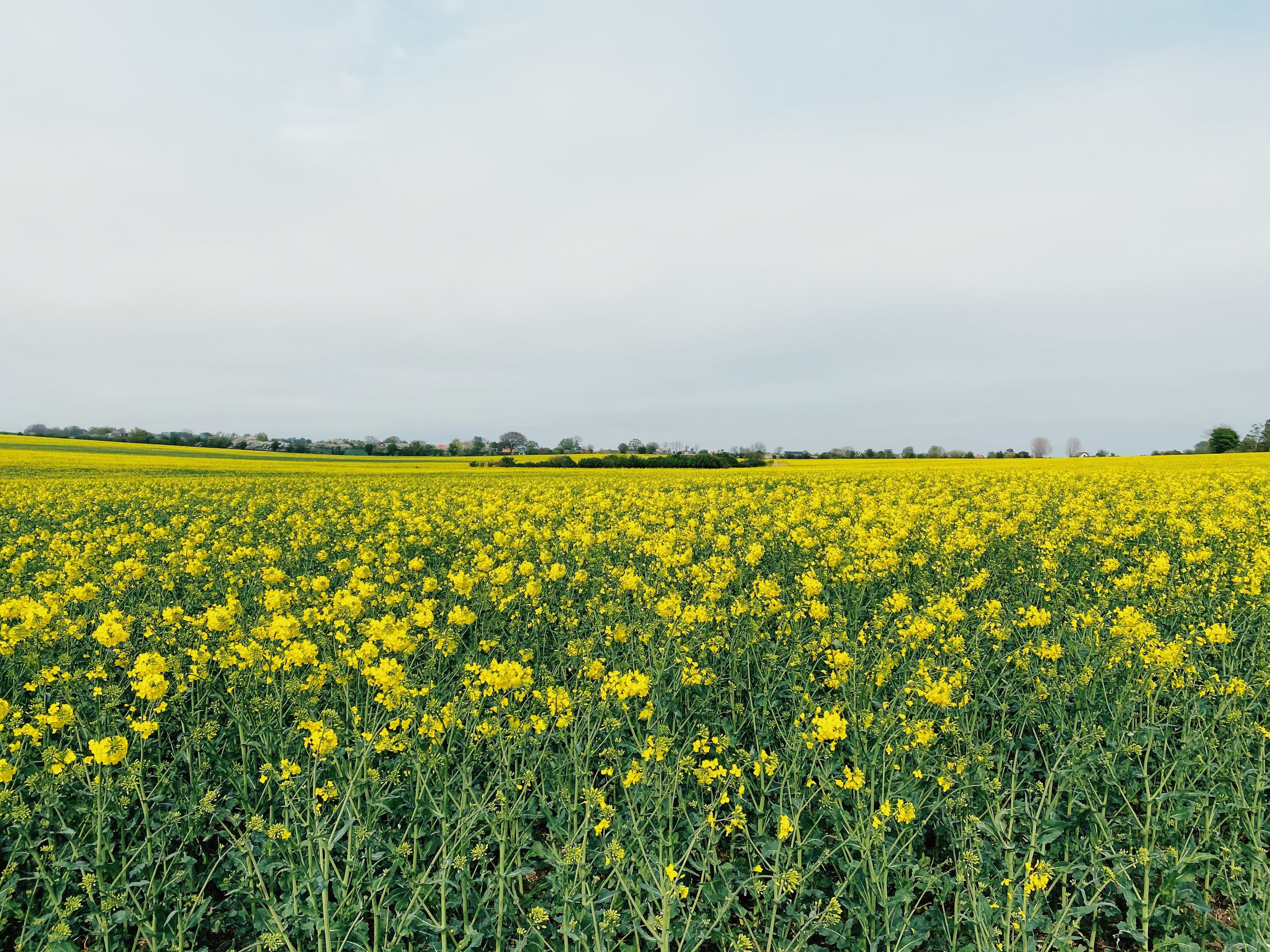 Skåne landscape