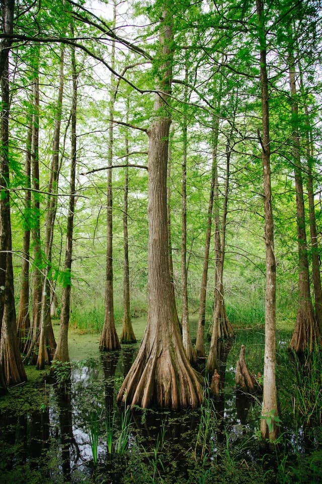 Mississippi landscape