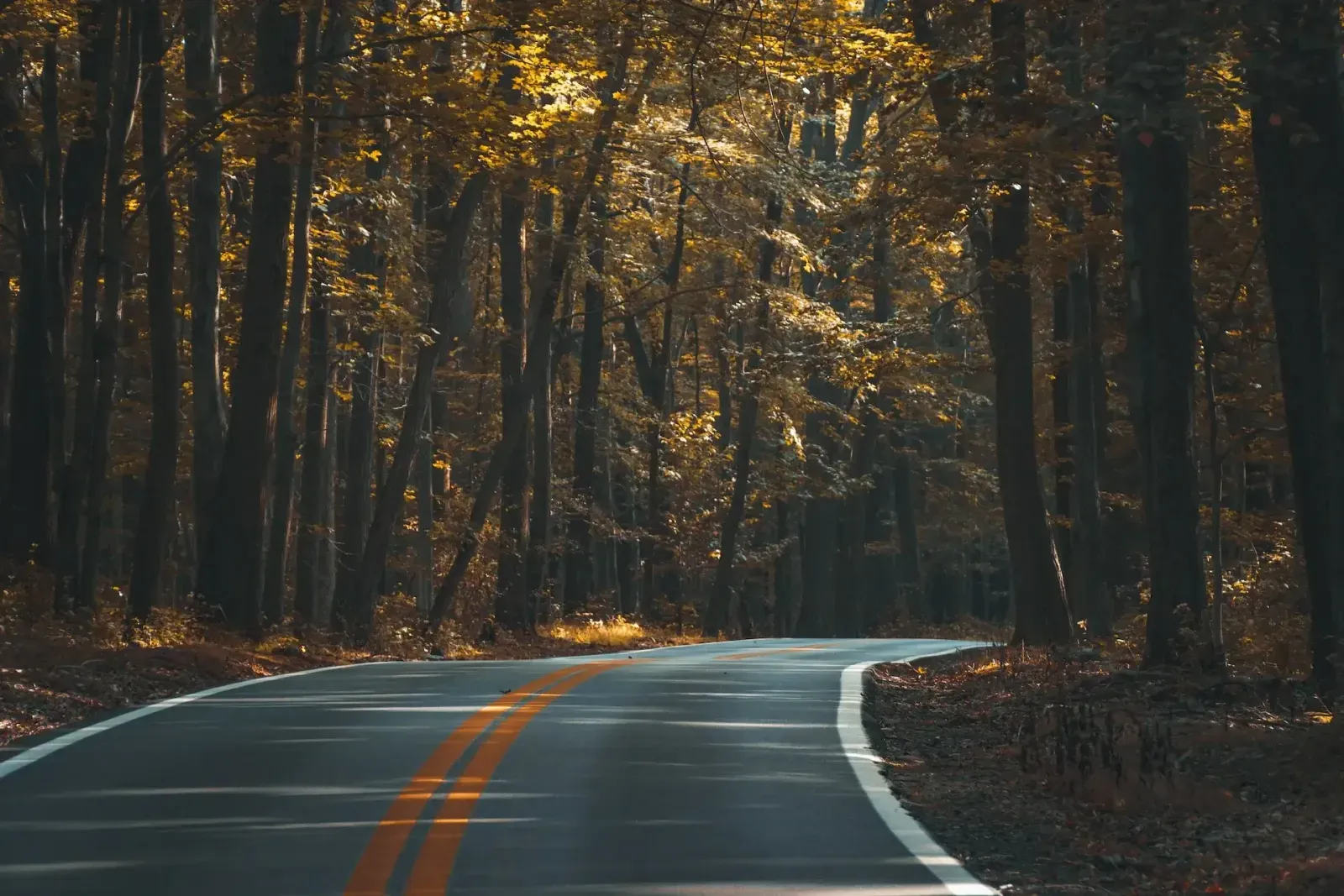Empty road curving through a forest of tall trees with golden autumn leaves.