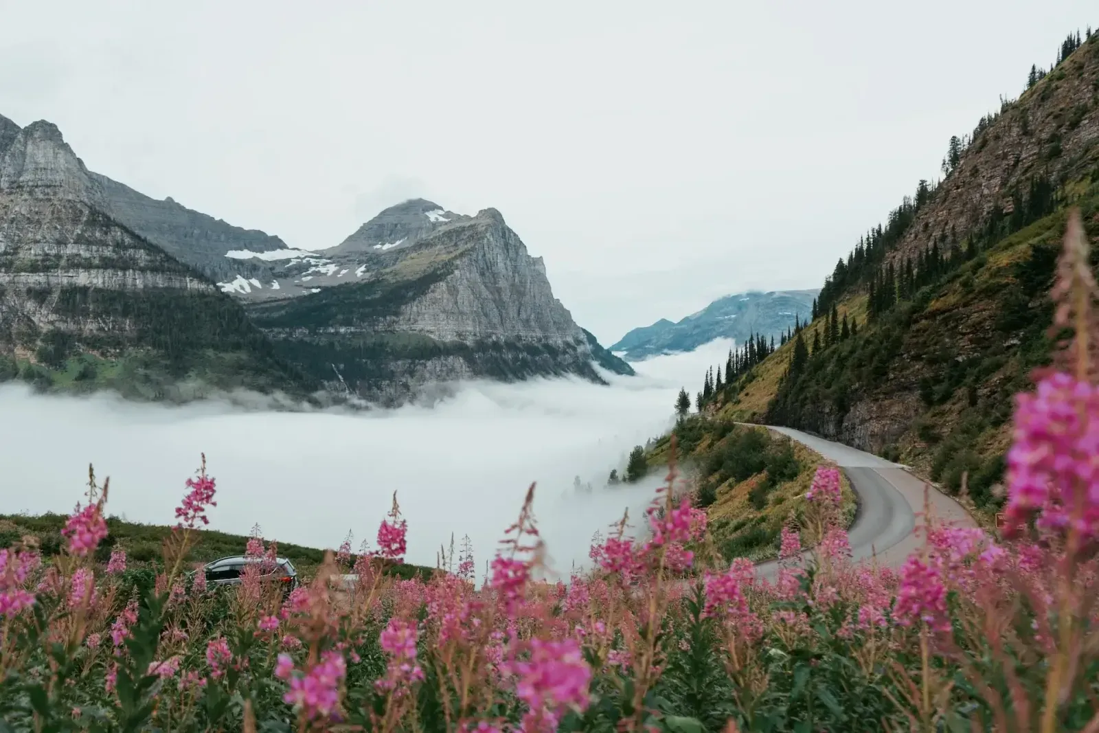 Going-to-the-Sun Road curving along a mountainside above fog, with pink wildflowers in front.